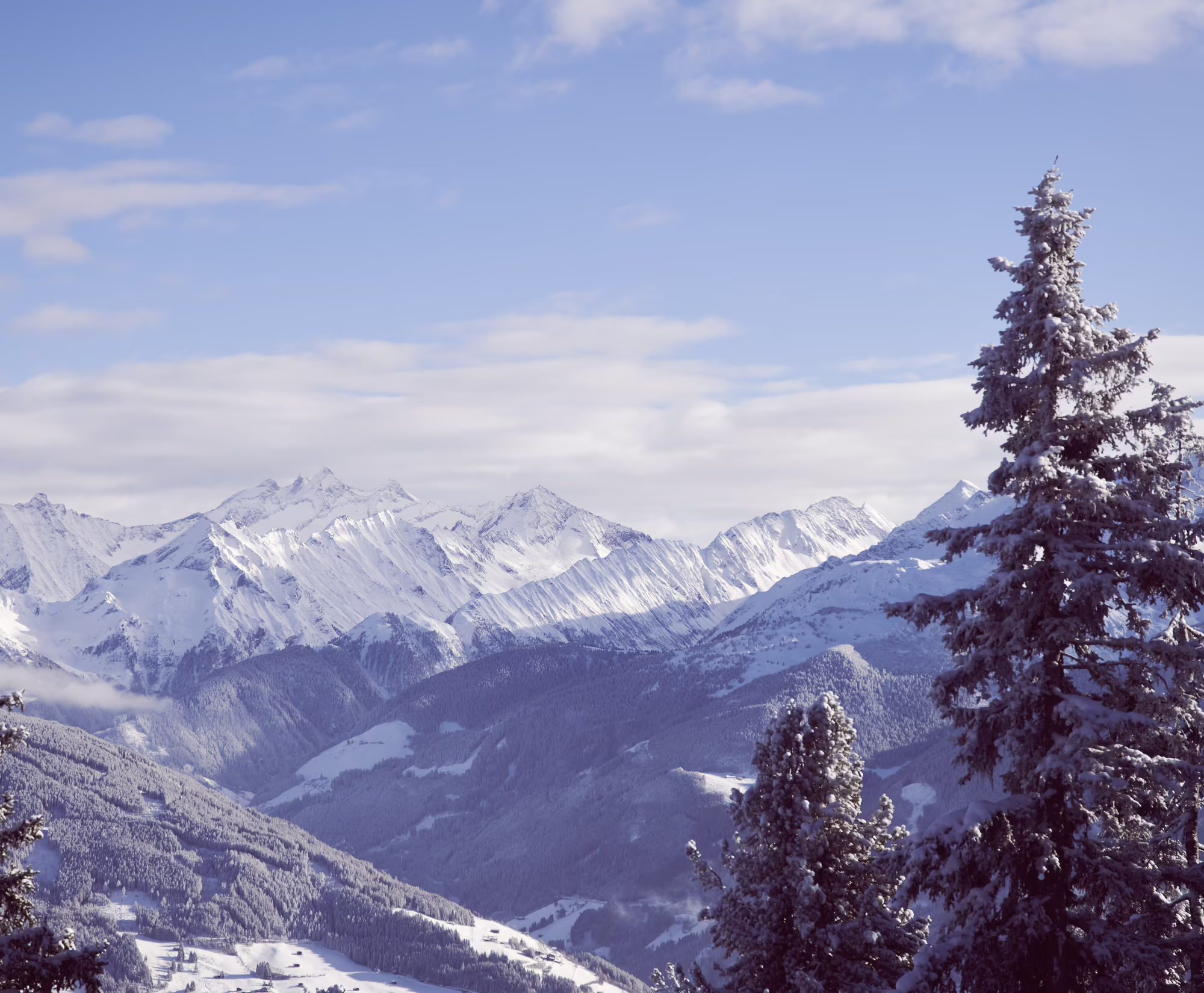 Aussicht von der Platzlalm auf die verschneiten Berge Schneebedeckte Berge unter einem bewölkten Himmel, umgeben von grünen Nadelbäumen im Vordergrund.
