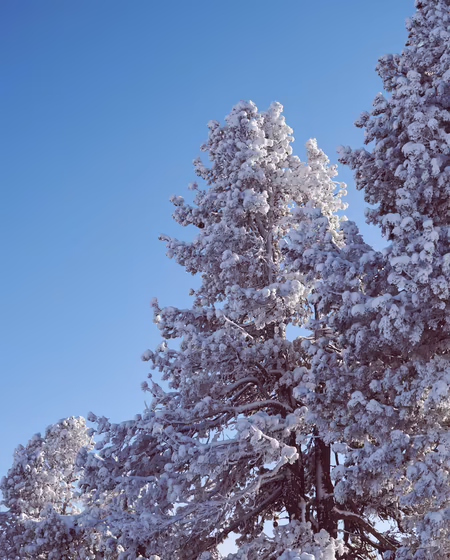 Frisch verschneite Bäume Schneebedeckte Bäume unter klarem, blauem Himmel.