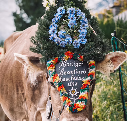Kopfschmuck einer Kuh © Zillertaltourismus, Josef Unterlercher Eine geschmückte Kuh mit Blumenkranz und Plakette auf dem Kopf.