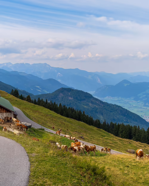 Zillertaler Höhenstraße mit Blick aufs Zillertal und weidenden Kühen neben der Straße